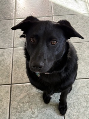 Photo of Dolly