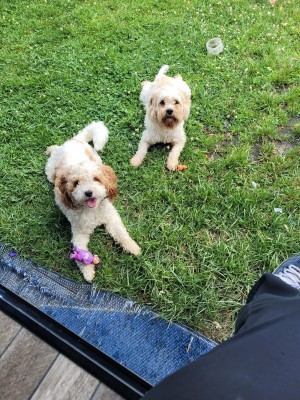 Photo of Archie And Arlo