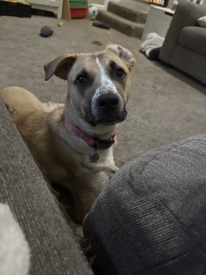 Photo of Maple