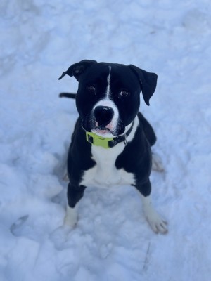Photo of Moose