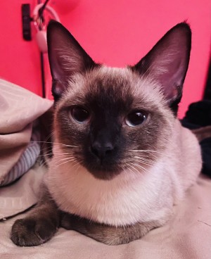 Photo of Sebastian