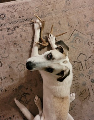 Photo of Nova