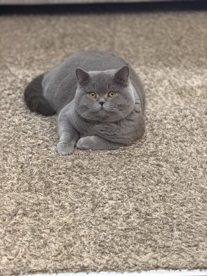 Photo of Apollo