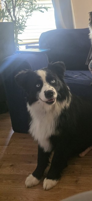 Photo of Poe