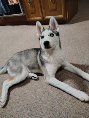 Photo of Ember