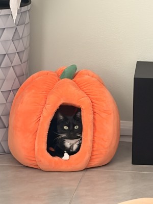 Photo of Luna