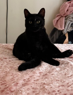 Photo of Milo