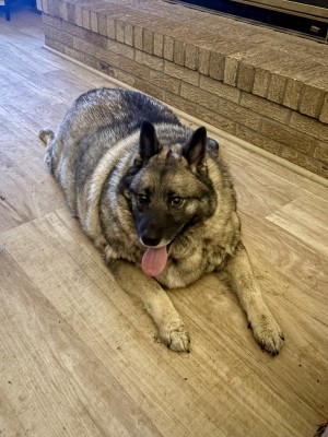 Photo of Scout