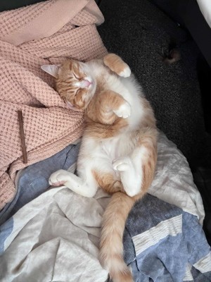 Photo of Alphie/Meek