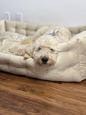 Photo of Jett