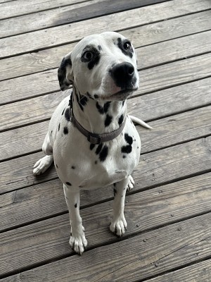 Photo of Skye