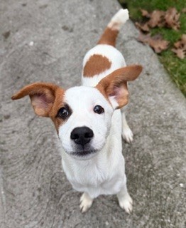 Photo of Spot