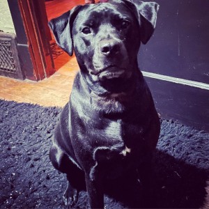 Photo of Midnight