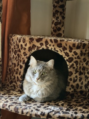 Photo of Dahlia