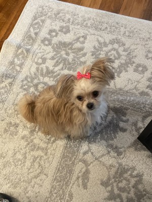 Photo of Marley