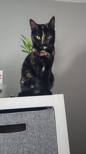 Photo of Mcatfree