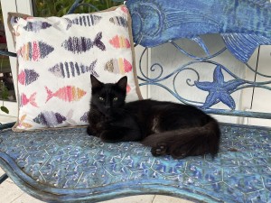 Photo of Skitty