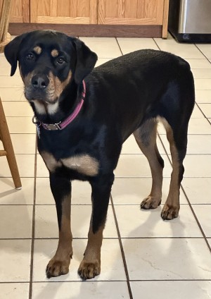 Photo of Harley