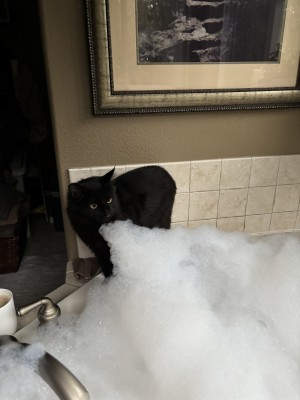 Photo of Mookie