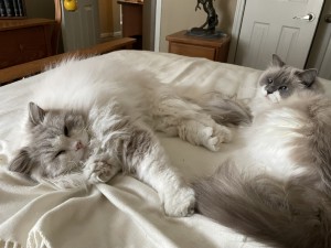 Photo of Teddy And Punkin