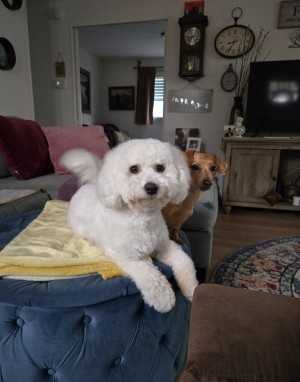 Photo of Zeb