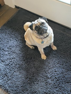 Photo of Delilah