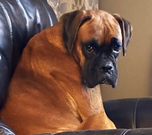 Photo of Dixie