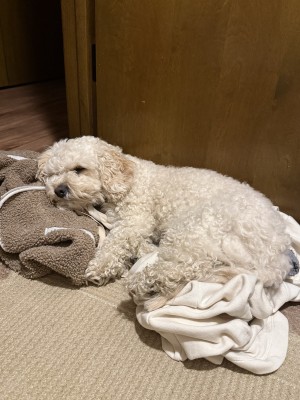 Photo of Frankie