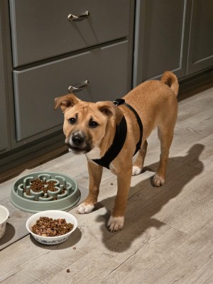 Photo of Buddy