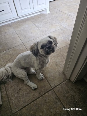 Photo of Chewy