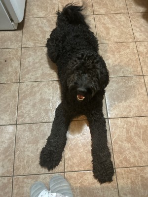 Photo of Wizard