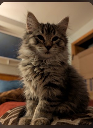 Photo of Tim Curry And NutMeg Ryan