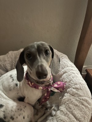 Photo of Maggie
