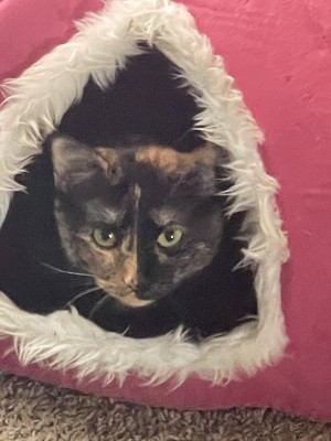 Photo of Honey