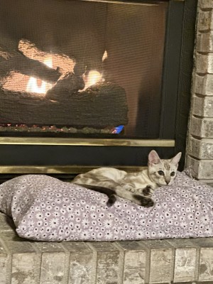Photo of Petey