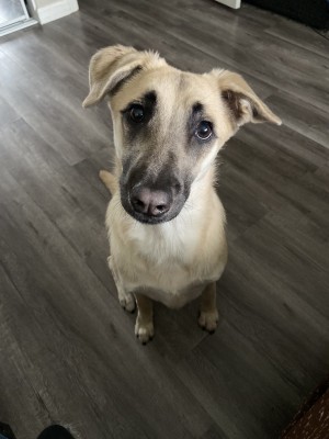 Photo of Sadie