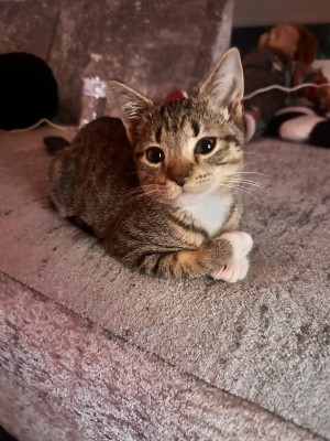Photo of Miele (me-el-aye)