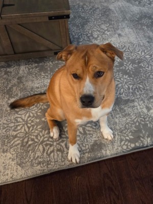 Photo of Simba