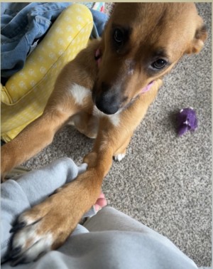 Photo of Brioche