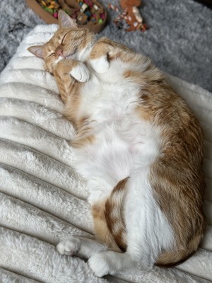 Photo of Hadley