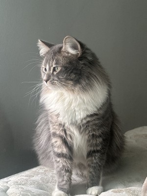 Photo of Miricle