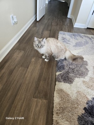 Photo of Lucky