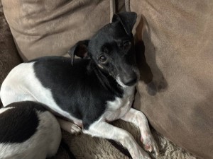 Photo of Porkchop