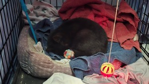 Photo of Tiny