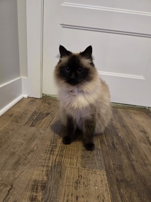 Photo of Nala