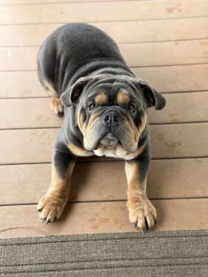 Photo of Pumba