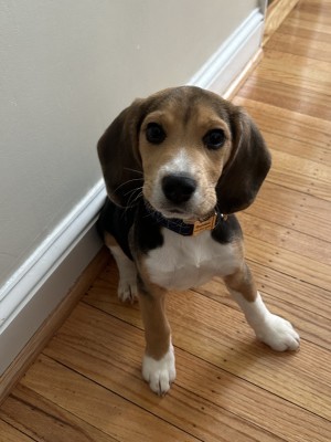 Photo of Romeo