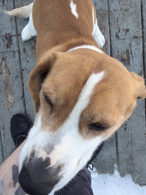 Photo of Loki