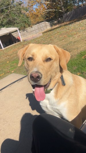 Photo of Scout