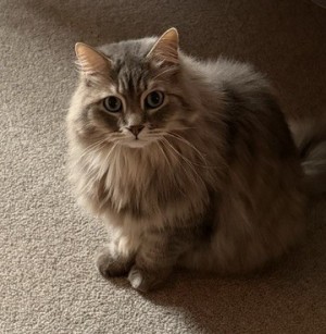 Photo of "Roe" Short For Roland